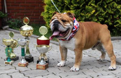 Ищу суку для вязки Английский бульдог - Россия, Казань