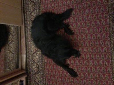 Ищу кобеля для вязки Русский охотничий спаниель - Россия, Нижний Новгород