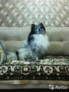 Ищу суку для вязки Немецкий шпиц - Россия, Белгород