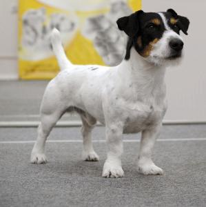 Ищу суку для вязки Джек-рассел-терьер - Россия, Белгород