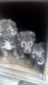 Отдам щенка в добрые руки Беспородная - Россия, Новосибирск