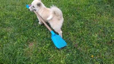 Отдам щенка в добрые руки Беспородная - Россия, Краснодар