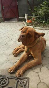 Отдам щенка в добрые руки Бордоский дог - Россия, Краснодар