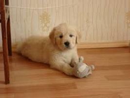 Отдам щенка в добрые руки Лабрадор - Россия, Краснодар