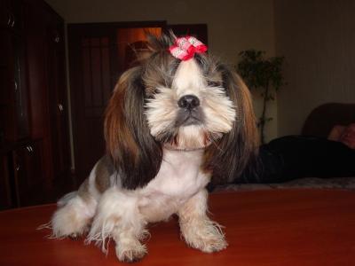 Отдам щенка в добрые руки Ши-тцу - Россия, Краснодар