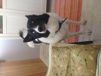 Отдам щенка в добрые руки Русско-европейская лайка - Беларусь, Могилев, Mogilev