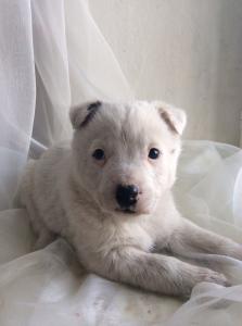 Отдам щенка в добрые руки Беспородная - Россия, Новосибирск