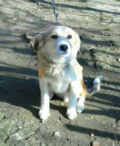 Отдам щенка в добрые руки Беспородная - Россия, Краснодар