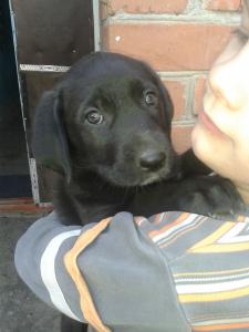 Отдам щенка в добрые руки Метис - Россия, Краснодар