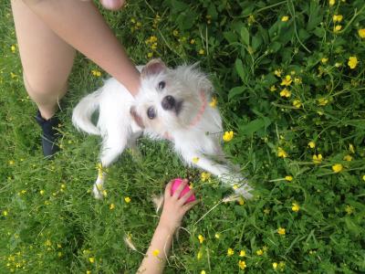 Отдам щенка в добрые руки Джек-рассел-терьер - Россия, Краснодар, краснодар