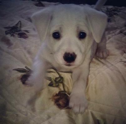 Отдам щенка в добрые руки Метис - Беларусь, Бобруйск