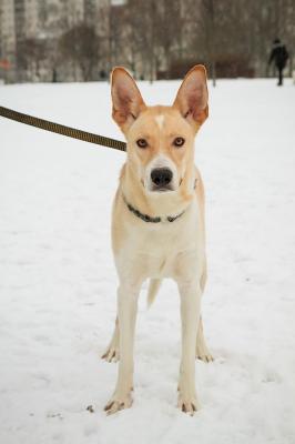 Отдам щенка в добрые руки Беспородная - Россия, Санкт-Петербург