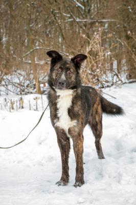 Отдам щенка в добрые руки Беспородная - Россия, Санкт-Петербург. Щенки из питомника Островок надежды - Россия, Санкт-Петербург