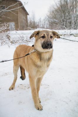 Отдам щенка в добрые руки Беспородная - Россия, Санкт-Петербург