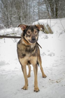Отдам щенка в добрые руки Беспородная - Россия, Санкт-Петербург