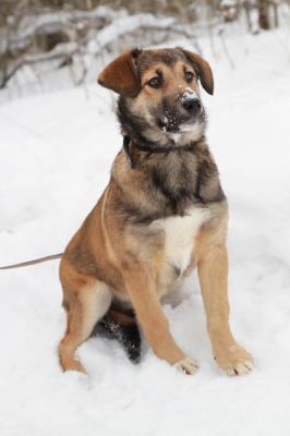 Отдам щенка в добрые руки Беспородная - Россия, Санкт-Петербург. Щенки из питомника Островок надежды - Россия, Санкт-Петербург