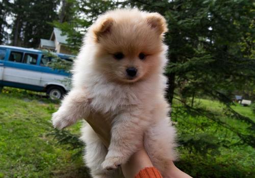 Отдам щенка в добрые руки Чау-чау, pomeranian - Австрия, vienna