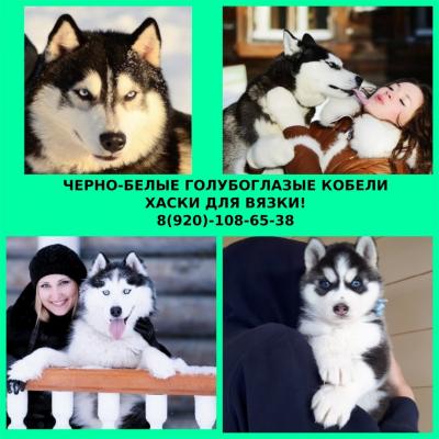 Продам щенка Хаски - Россия, Ярославль