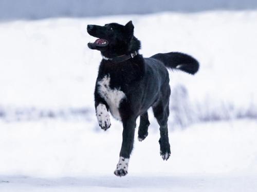 Отдам щенка в добрые руки Беспородная - Россия, Москва