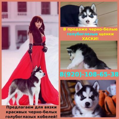 Продам щенка Хаски - Россия, Ярославль