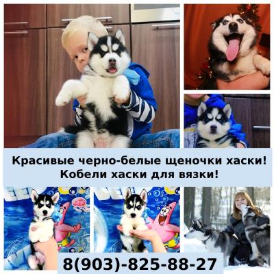 Продам щенка Хаски - Россия, Ярославль