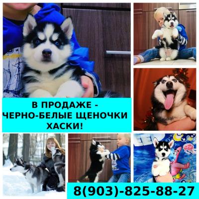Продам щенка Хаски - Россия, Ярославль
