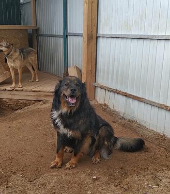 Отдам щенка в добрые руки Кавказская овчарка - Россия, Москва