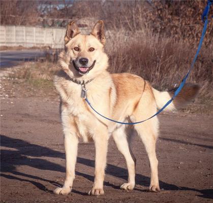 Отдам щенка в добрые руки Метис, Лайка в добрые руки. - Россия, Москва