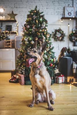 Отдам щенка в добрые руки Немецкая овчарка - Россия, Москва