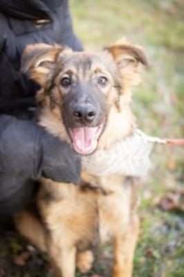 Отдам щенка в добрые руки Метис, Щенок Тёма ищет любящих родителей! - Россия, Москва