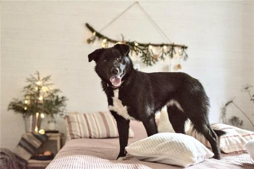 Отдам щенка в добрые руки Метис, Чудесная собака Гретта в добрые руки. - Россия, Москва