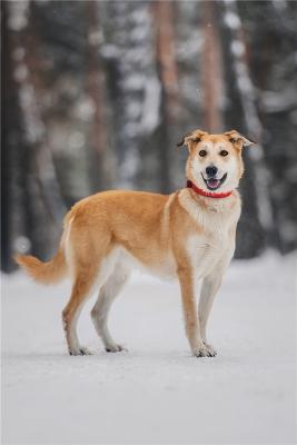 Отдам щенка в добрые руки Метис, Изящная, красивая собака Айрис в добрые руки! - Россия, Москва