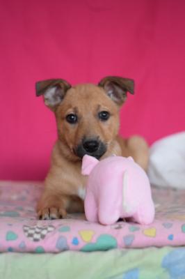 Отдам щенка в добрые руки Метис - Россия, Москва