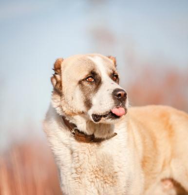 Отдам щенка в добрые руки Среднеазиатская овчарка - Россия, Москва