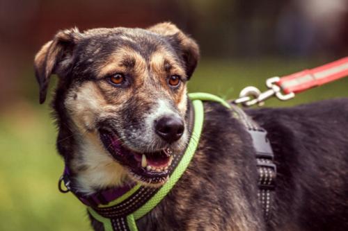 Отдам щенка в добрые руки Метис, Спокойная и ласковая Полли ждет хозяев! - Россия, Москва