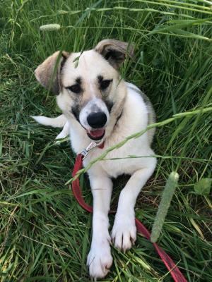 Отдам щенка в добрые руки Метис - Россия, Москва