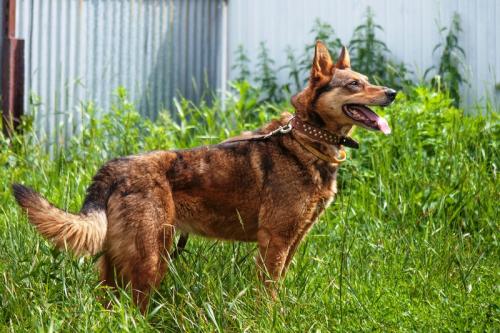 Отдам щенка в добрые руки Восточноевропейская овчарка - Россия, Москва