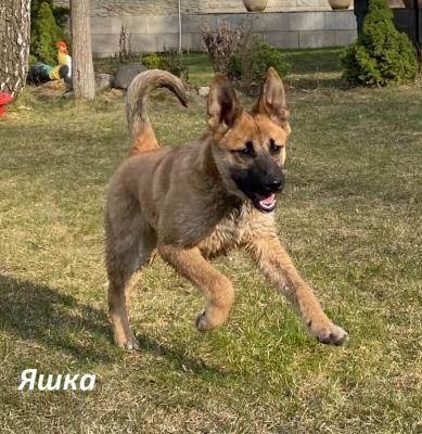 Отдам щенка в добрые руки Метис, Яшка, Лучик и Веснушка! 4 мес щенки ищут хозяев - Россия, Москва