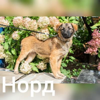 Отдам щенка в добрые руки Немецкая овчарка - Россия, Москва