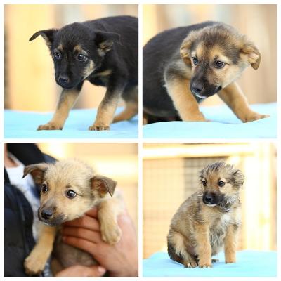 Отдам щенка в добрые руки Метис, 8 малышей в добрый руки. - Россия, Москва