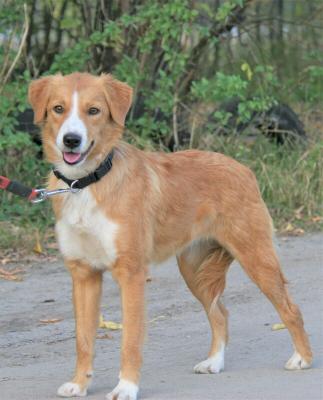 Отдам щенка в добрые руки Бордер колли - Россия, Москва