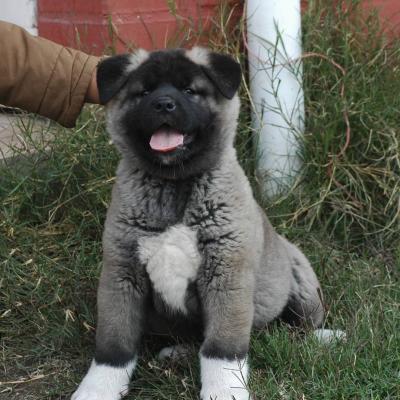 Отдам щенка в добрые руки Акита, акита-ину - Беларусь, Бобруйск