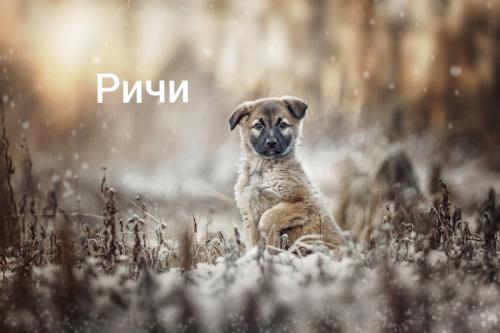 Отдам щенка в добрые руки Метис - Россия, Москва
