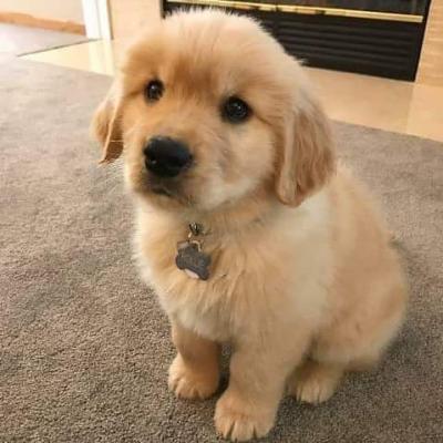 Продам щенка , golden retriever - США, Западная Вирджиния. Цена 400 долларов
