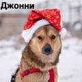 Отдам щенка в добрые руки Россия, Москва Беспородная