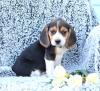Продам щенка Germany, Kiel Beagle