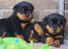 Питомник собак Rottweiler Puppies