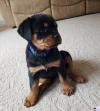 Питомник собак Rottweiler Puppies